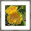 Cactus Bloom Framed Print