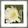 Cactus Flower And Bee Framed Print
