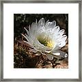 Cactus Flower Full Bloom Framed Print