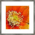 Cactus Flower Framed Print