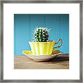 Cactus Growing In Teacup On Desk Framed Print