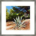 Cactus On A Rocky Coast Of French Riviera Framed Print