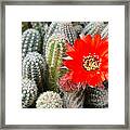 Cactus With Orange Flower. Framed Print