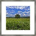 Cades Cove In The Summer Framed Print