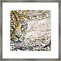 Caged Cat Framed Print