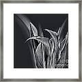 Cala Lilies In Black And White Framed Print