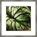 Caladium Leaf After Rain Framed Print