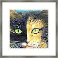 Calico Cat Framed Print
