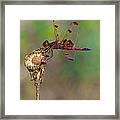 Calico Pennant On Dried Flower Framed Print