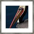 California Brown Pelican Portrait Framed Print
