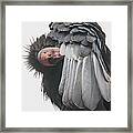 California Condor Framed Print