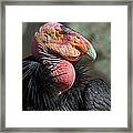 California Condor Framed Print