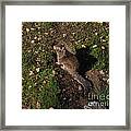 California Ground Squirrel Framed Print