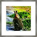 California Hare - 0297 Framed Print