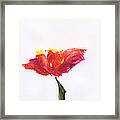 California Poppy Framed Print