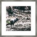 Call Of The Crow Framed Print