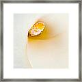 Calla Lilly Framed Print