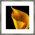 Calla Lily Flower Painted Digitally Framed Print