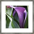 Calla Lily In Purple Ombre Framed Print
