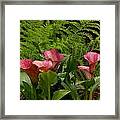 Calla Lily Framed Print