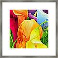 Calla Lily Rainbow Framed Print