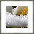 Calla Lily With Raindrops Framed Print