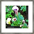Callas And Green By @annaporterartist Framed Print