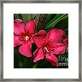 Calpoly Flowers By Diana Sainz Framed Print