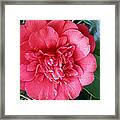 Camellia 1 Framed Print