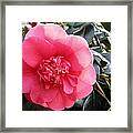 Camellia 3 Framed Print