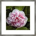 Camellia In Rain Framed Print