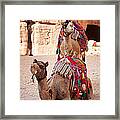 Camels In Petra Framed Print