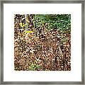 Camouflage Deer Framed Print