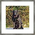 Camouflage Labrador - Black Dog - Retriever Framed Print