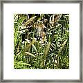 Can You See Me Framed Print