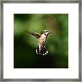 Can You See My Red Feathers Framed Print
