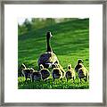 Canada Geese Framed Print