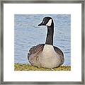 Canada Goose Resting By The Lake Framed Print