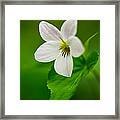 Canada Violet Macro Framed Print