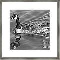 Canadian Goose Framed Print