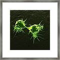 Cancer Cells Dividing, Artwork Framed Print