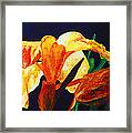 Canna Glow Framed Print