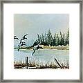 Canvasbacks Over Lake Earl Framed Print