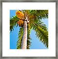 Capistrano Palm Tree - Digital Photo Art Framed Print