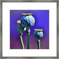 Capsules Of Poppy Framed Print