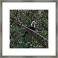 Capuchin Framed Print