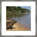 Capybara Pantanal Mato Grosso Brazil Framed Print