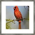 Cardinal 329 Framed Print