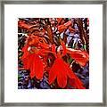 #cardinal #flower #plants #beautiful Framed Print