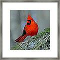 Cardinal In An Evergreen Framed Print